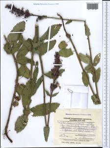 Nepeta cyanea subsp. biebersteiniana (Trautv.) A.L.Budantsev, Caucasus, Armenia (K5) (Armenia)