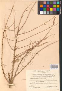 Larix decidua (L.) Mill., Eastern Europe, West Ukrainian region (E13) (Ukraine)