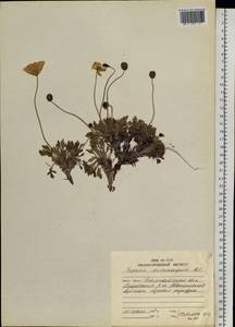 Oreomecon nudicaulis subsp. microcarpa (DC.) Grey-Wilson, Siberia, Chukotka & Kamchatka (S7) (Russia)