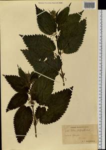 Urtica platyphylla Wedd., Siberia, Chukotka & Kamchatka (S7) (Russia)