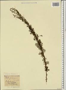 Artemisia abrotanum L., Caucasus, Stavropol Krai, Karachay-Cherkessia & Kabardino-Balkaria (K1b) (Russia)