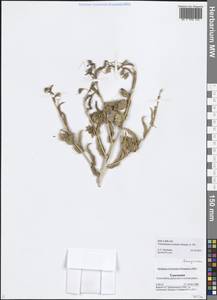 Trichodesma incanum (Bunge) A. DC., Middle Asia, Karakum (M6) (Turkmenistan)