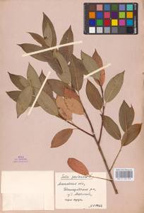 Salix pentandra L., Eastern Europe, Moscow region (E4a) (Russia)