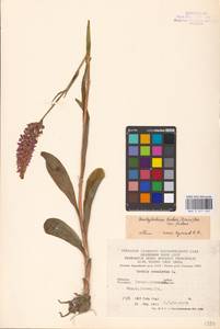 Dactylorhiza fuchsii (Druce) Soó, Eastern Europe, West Ukrainian region (E13) (Ukraine)