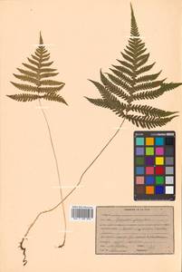 Phegopteris connectilis (Michx.) Watt, Siberia, Russian Far East (S6) (Russia)