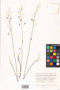 Camelina alyssum (Mill.) Thell., Eastern Europe, Moscow region (E4a) (Russia)