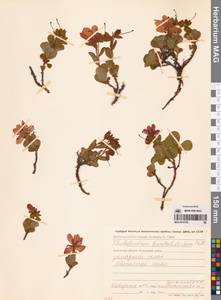 Rhododendron camtschaticum Pall., Siberia, Chukotka & Kamchatka (S7) (Russia)