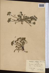 Schulzia albiflora (Kar. & Kir.) Popov, Middle Asia, Pamir & Pamiro-Alai (M2) (Kyrgyzstan)