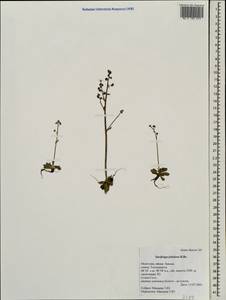 Micranthes foliolosa (R. Br.) Gornall, Mongolia (MONG) (Mongolia)