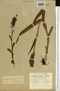 Dactylorhiza incarnata subsp. cruenta (O.F.Müll.) P.D.Sell, Eastern Europe, South Ukrainian region (E12) (Ukraine)