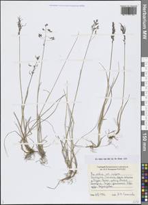 Poa arctica R.Br., Siberia, Central Siberia (S3) (Russia)