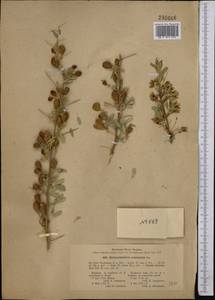 Caragana halodendron (Pall.) Dum.Cours., Middle Asia, Karakum (M6) (Turkmenistan)