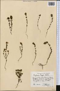 Euphrasia regelii, Middle Asia, Western Tian Shan & Karatau (M3) (Kyrgyzstan)