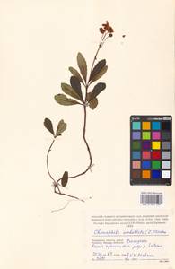 Chimaphila umbellata (L.) W. P. C. Barton, Eastern Europe, Moscow region (E4a) (Russia)