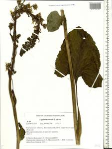 Ligularia sibirica (L.) Cass., Eastern Europe, Central forest region (E5) (Russia)