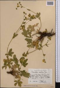 Potentilla chrysantha subsp. chrysantha, Middle Asia, Western Tian Shan & Karatau (M3) (Uzbekistan)