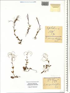 Epilobium anagallidifolium Lam., Caucasus, Stavropol Krai, Karachay-Cherkessia & Kabardino-Balkaria (K1b) (Russia)