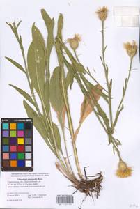 Centaurea glastifolia subsp. glastifolia, Eastern Europe, Lower Volga region (E9) (Russia)