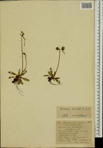 Pilosella lactucella subsp. lactucella, Eastern Europe, Northern region (E1) (Russia)