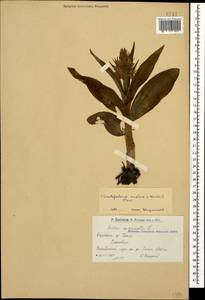 Dactylorhiza euxina (Nevski) Czerep., Caucasus, Armenia (K5) (Armenia)