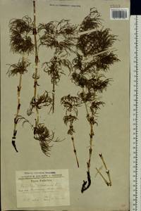 Equisetum sylvaticum L., Eastern Europe, South Ukrainian region (E12) (Ukraine)