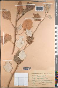 Populus alba L., Middle Asia, Northern & Central Kazakhstan (M10) (Kazakhstan)