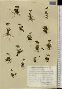 Primula modesta var. matsumurae (Petitm.) Takeda, Siberia, Russian Far East (S6) (Russia)