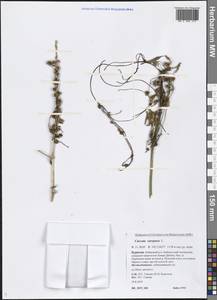 Cuscuta europaea L., Siberia, Baikal & Transbaikal region (S4) (Russia)