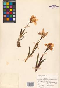 Iris pumila L., Eastern Europe, Moscow region (E4a) (Russia)