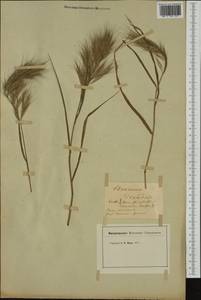 Bromus diandrus Roth, Botanic gardens and arboreta (GARD) (Not classified)