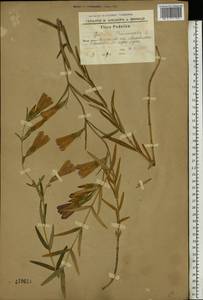 Gentiana pneumonanthe L., Eastern Europe, South Ukrainian region (E12) (Ukraine)