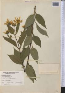 Helianthus tuberosus L., America (AMER) (Canada)