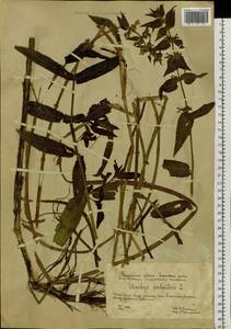 Stachys palustris L., Siberia, Western Siberia (S1) (Russia)