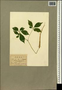 Panax ginseng C. A. Mey., South Asia, South Asia (Asia outside ex-Soviet states and Mongolia) (ASIA) (North Korea)