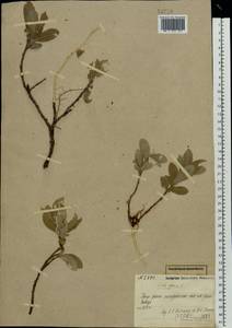 Salix glauca L., Eastern Europe, Northern region (E1) (Russia)