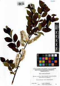 Salix taraikensis Kimura, Siberia, Baikal & Transbaikal region (S4) (Russia)