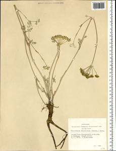 Kitagawia baicalensis (Redowsky ex Willd.) Pimenov, Siberia, Altai & Sayany Mountains (S2) (Russia)