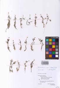 Ranunculus rionii Lagger, Eastern Europe, Central forest-and-steppe region (E6) (Russia)