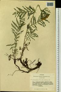 Tanacetum vulgare subsp. vulgare, Siberia, Altai & Sayany Mountains (S2) (Russia)