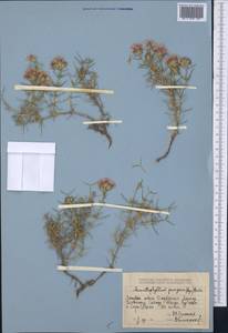 Acanthophyllum pungens (Bunge) Boiss., Middle Asia, Dzungarian Alatau & Tarbagatai (M5) (Kazakhstan)