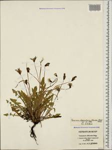 Taraxacum bessarabicum (Hornem.) Hand.-Mazz., Caucasus, Black Sea Shore (from Novorossiysk to Adler) (K3) (Russia)