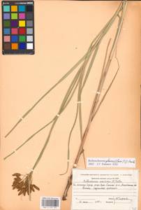 Bolboschoenus glaucus (Lam.) S.G.Sm., Middle Asia, Caspian Ustyurt & Northern Aralia (M8) (Kazakhstan)