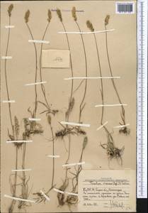 Trisetum spicatum (L.) K.Richt., Middle Asia, Western Tian Shan & Karatau (M3) (Uzbekistan)