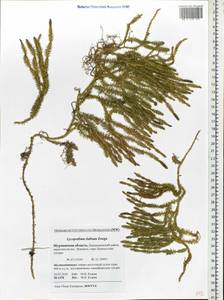 Spinulum annotinum subsp. alpestre (Hartm.) Uotila, Eastern Europe, Northern region (E1) (Russia)