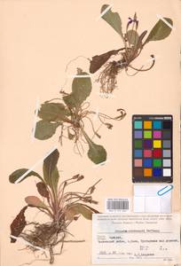 Primula vulgaris subsp. rubra (Sm.) Arcang., Caucasus, Georgia (K4) (Georgia)