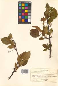 Malus mandshurica (Maxim.) Kom., Siberia, Russian Far East (S6) (Russia)