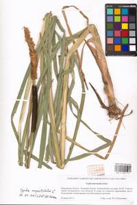 Typha angustifolia L., Eastern Europe, Moscow region (E4a) (Russia)