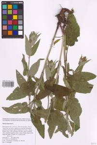 Salvia nemorosa L., Eastern Europe, Rostov Oblast (E12a) (Russia)