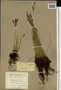 Carex cespitosa L., Eastern Europe, North Ukrainian region (E11) (Ukraine)
