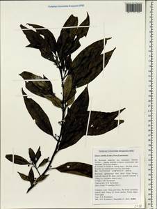 Litsea cubeba (Lour.) Pers., South Asia, South Asia (Asia outside ex-Soviet states and Mongolia) (ASIA) (Vietnam)